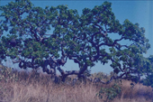 Pequiseiro