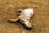 Anta morta pós fogo