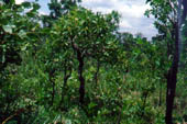Cerrado "sensu stricto"