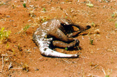 Tamanduá morto pós fogo