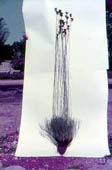 Isostigma peucedanifolium