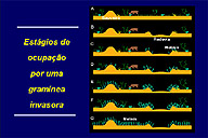 Gramínea invasora