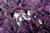 Dispersão de sementes pós fogo