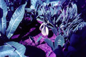 Frutos de catuaba