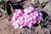 Lantana montevidensis pós fogo