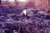Zephirantes sp. pós fogo