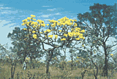 Campo Cerrado